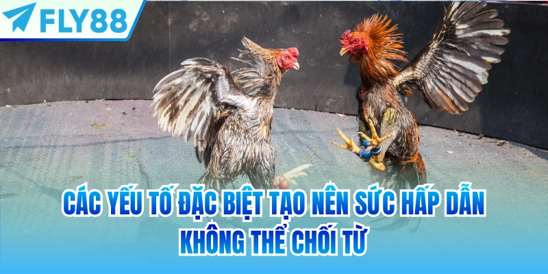 Các yếu tố đặc biệt tạo nên sức hấp dẫn không thể chối từ