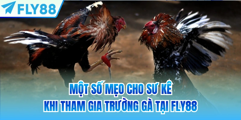 Một số mẹo cho sư kê khi tham gia trường gà tại FLY88