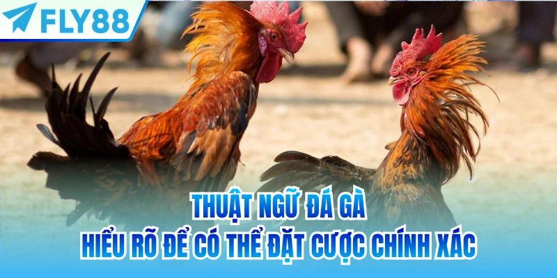 thuật ngữ đá gà