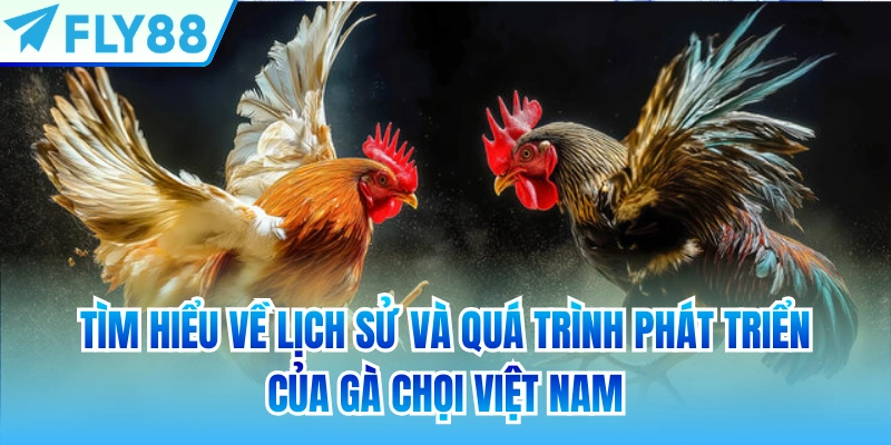 Tìm hiểu về lịch sử và quá trình phát triển của gà chọi Việt Nam