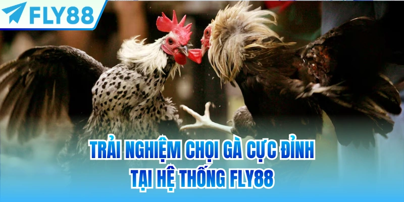 Trải nghiệm chọi gà cực đỉnh tại hệ thống FLY88